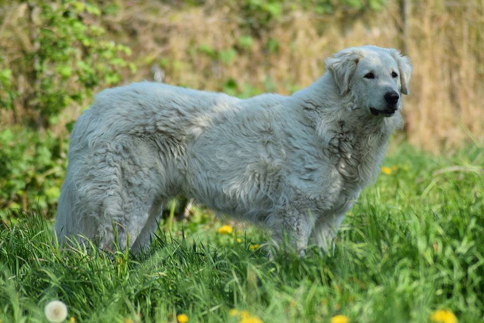 Kuvasz Ben 1