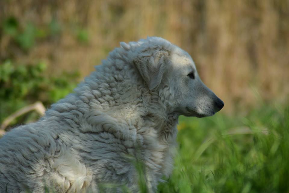 Kuvasz Ben 2