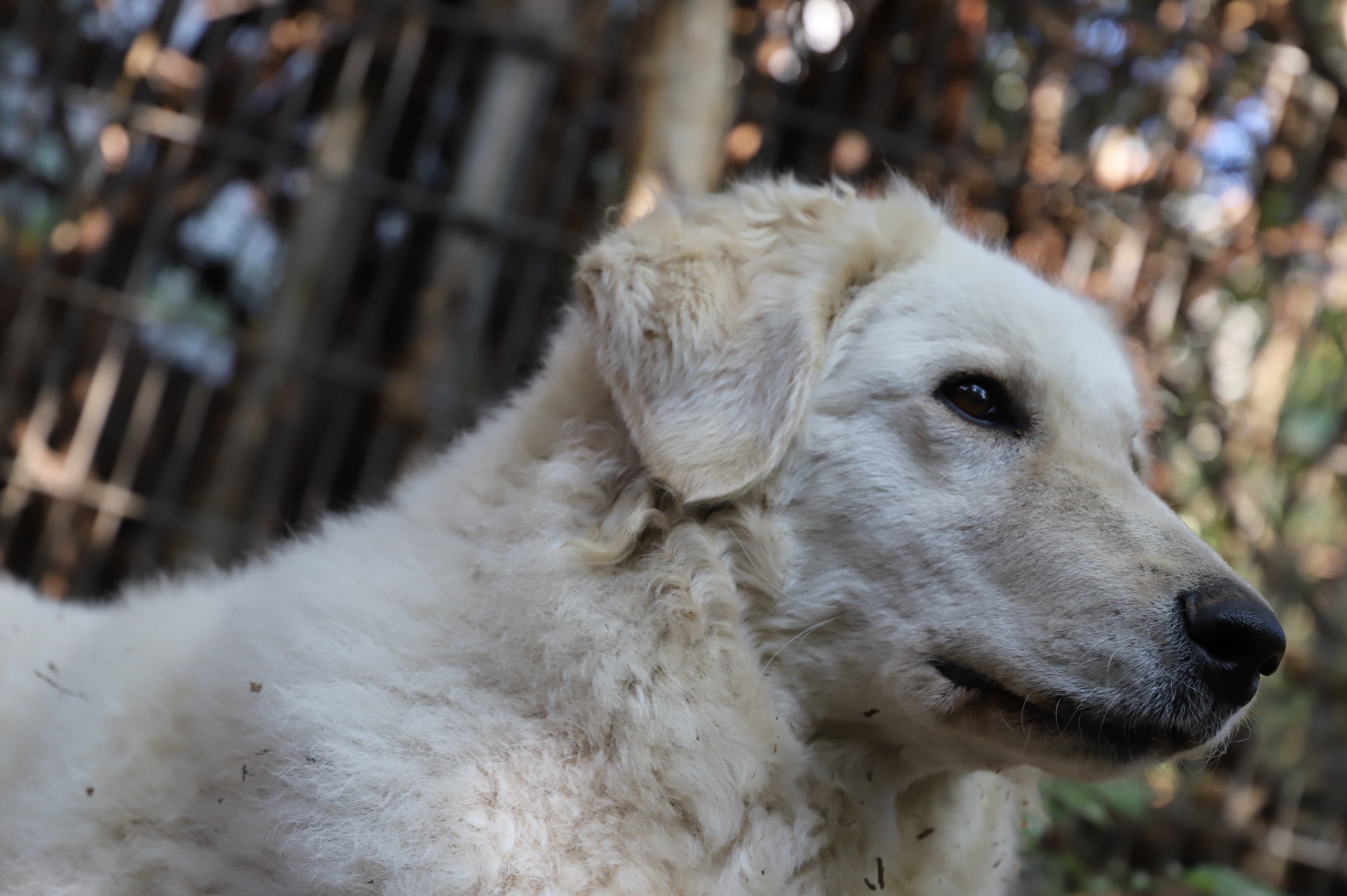 Kuvasz Quero 1