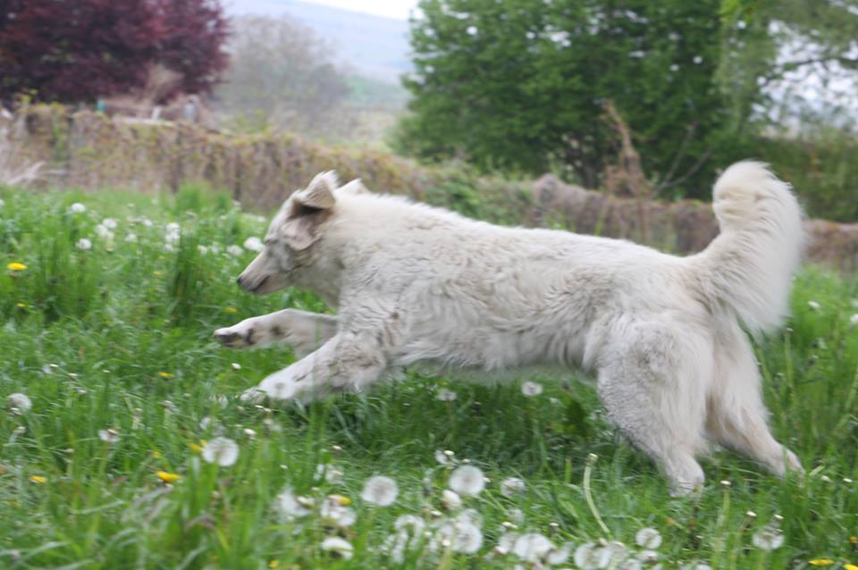 Kuvasz Quero 2